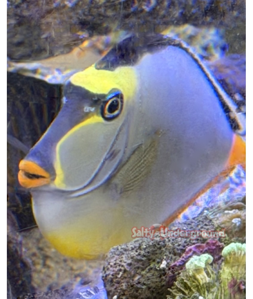 Salty Underground: Lipstic Naso Tang (Naso lituratus)