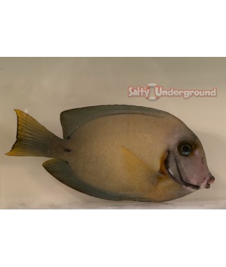 Salty Underground: Chocolate Tang (Acanthurus pyroferus) Mature