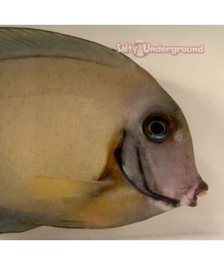 Salty Underground: Chocolate Tang (Acanthurus pyroferus) Mature