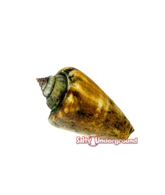 Salty Underground: Crown Conch