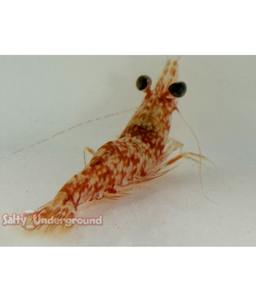 Salty Underground: Candy Cane Shrimp