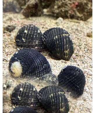 Salty Underground: Black Nerite Snail