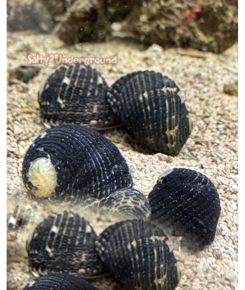 Salty Underground: Black Nerite Snail