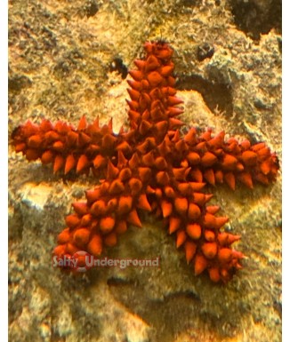Salty Underground: Florida Knobby Starfish