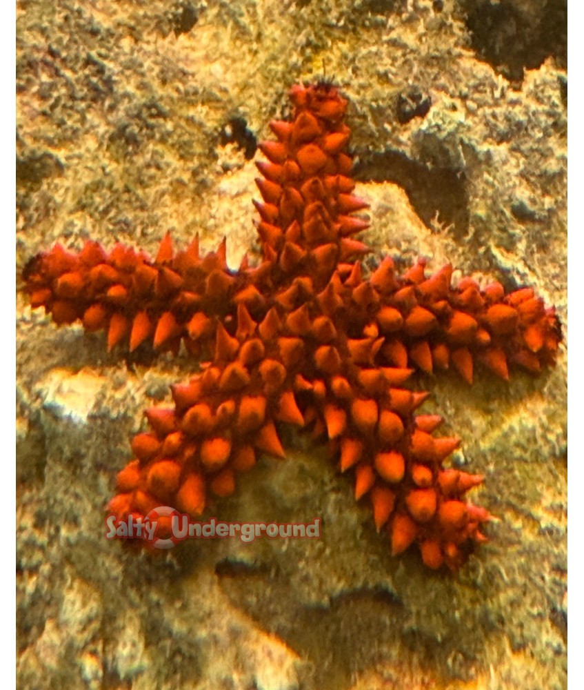 Salty Underground: Florida Knobby Starfish