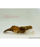 Salty Underground: Big Nose Peacock Shrimp