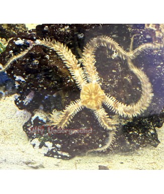 Salty Underground: Chestnut Brittle Starfish