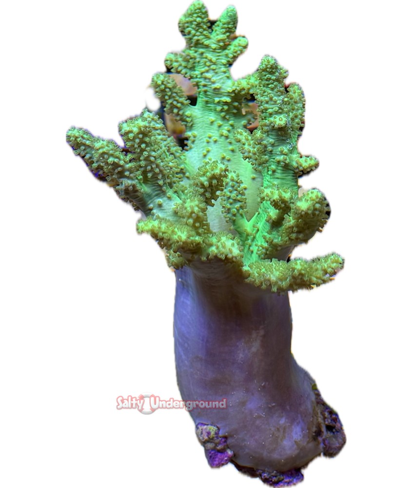Salty Underground: Sinularia Finger Leather Coral-green