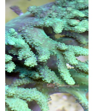 Large Sinularia Finger Leather Coral-green