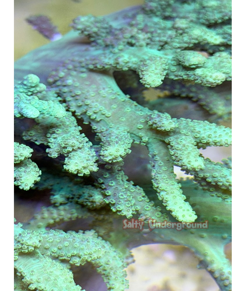 Large Sinularia Finger Leather Coral-green