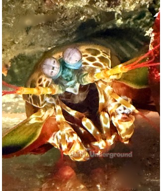 Peacock Mantis