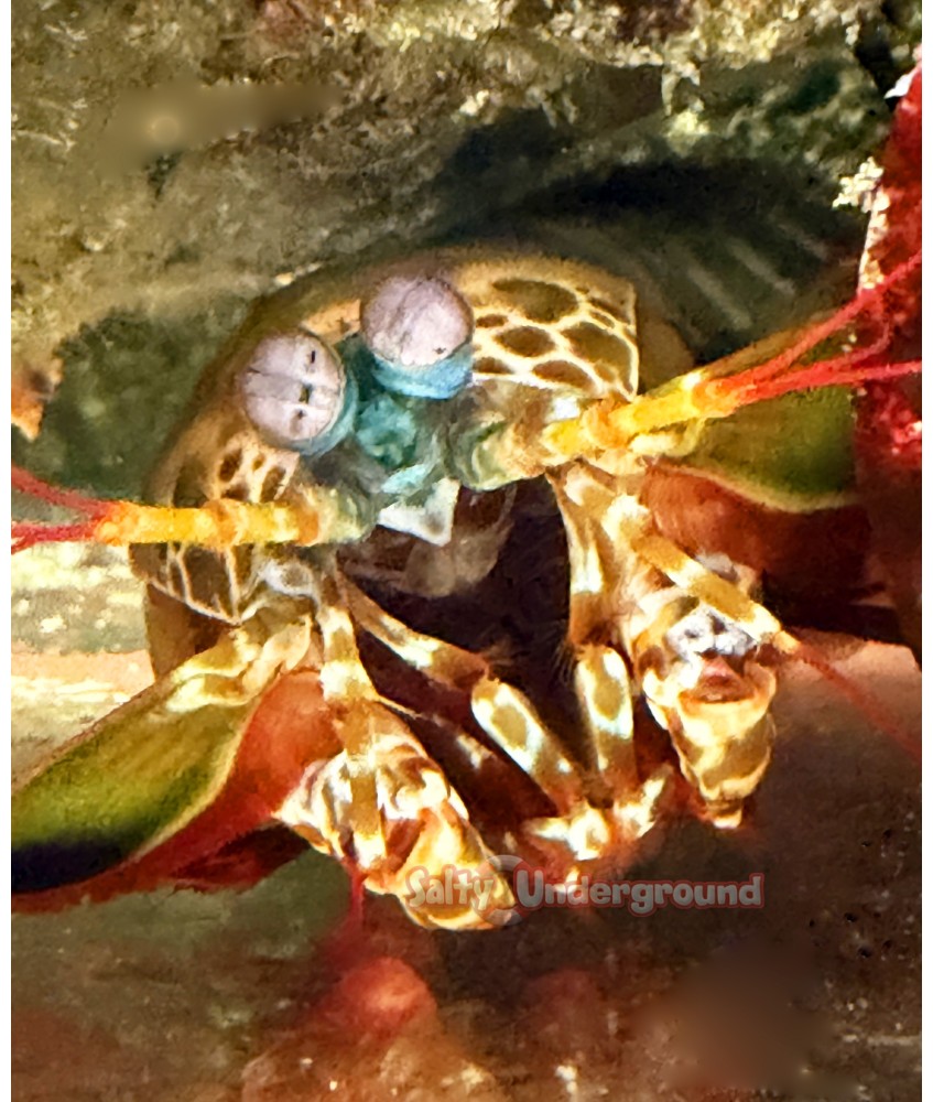 Peacock Mantis