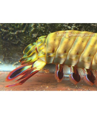 Peacock Mantis 3