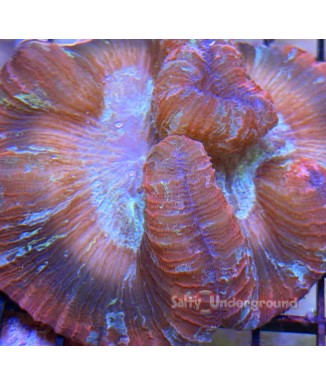 Salty Underground: Blue/Red Trachyphyllia Open Brain Coral