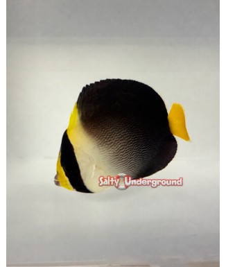 Salty Underground:  Venustus Angelfish (Paracentropyge venusta)