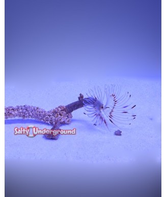 Salty Underground: Finger Tube Worm