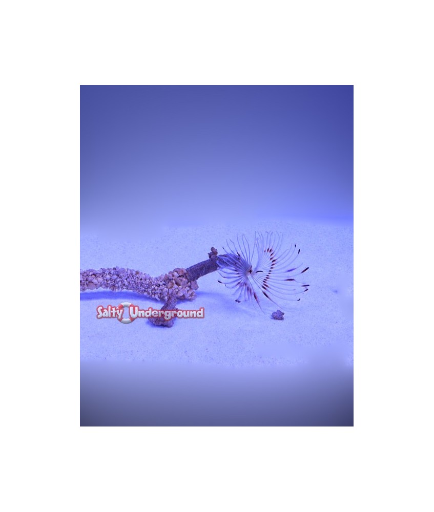 Salty Underground: Finger Tube Worm