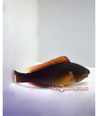 Salty Underground: Quoyi Parrotfish (Scarus quoyi)