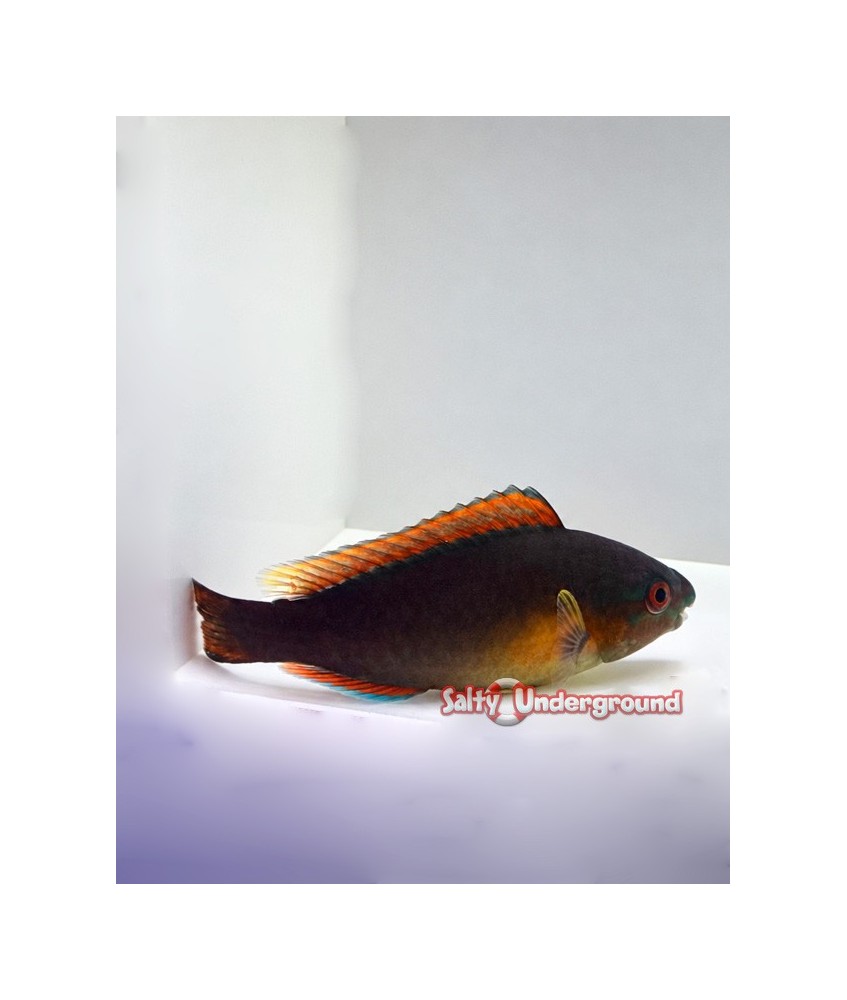 Salty Underground: Quoyi Parrotfish (Scarus quoyi)