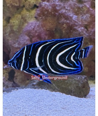 Salty Underground: Blue Koran Angelfish - Juvenile