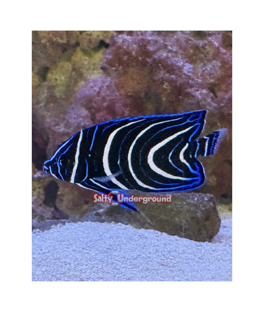 Salty Underground: Blue Koran Angelfish - Juvenile