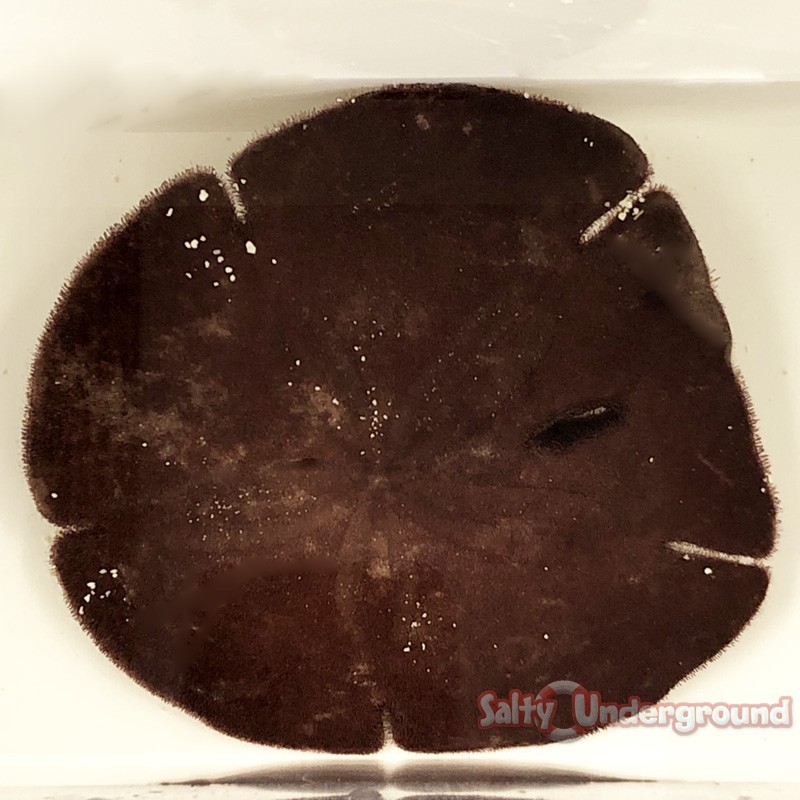Salty Underground: Indo-Pacific Sand Dollar