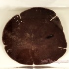 Salty Underground: Indo-Pacific Sand Dollar