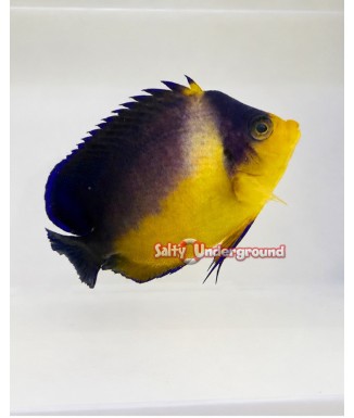 Salty Underground:  Venustus Angelfish (Paracentropyge venusta)