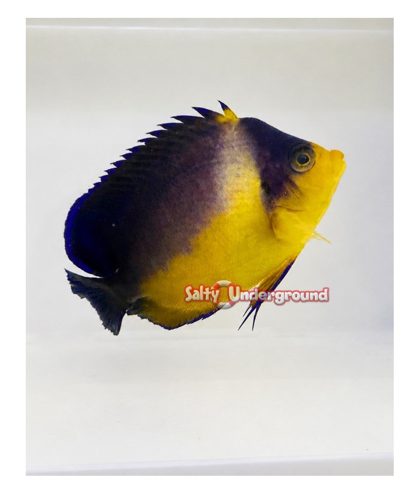 Salty Underground:  Venustus Angelfish (Paracentropyge venusta)