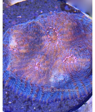 Patriotic Mycedium Chalice coral