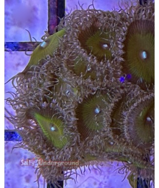 Salty Underground: Green  Sand Zoanthid Coral