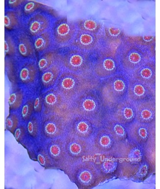 Salty Underground: Meteor Shower Cyphastrea Coral