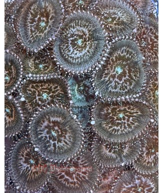 Salty Underground: Pink Leopard Palythoa