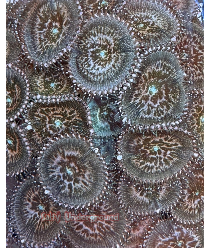 Salty Underground: Pink Leopard Palythoa