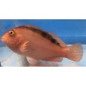 Flame Hawk Fish Artemus