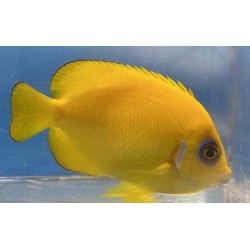 Lemonpeel Angelfish (Centropyge flavissima)