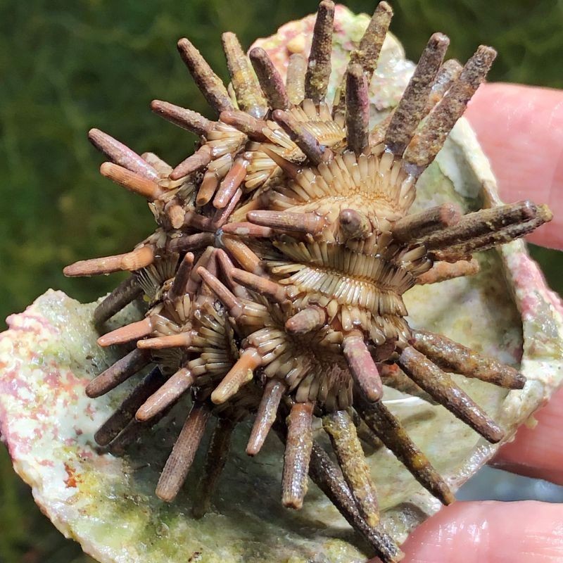 Pencil Urchin   Eucidaris tribuloides