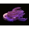Pink Waving Hand Anthelia  Aquacultured C3-4