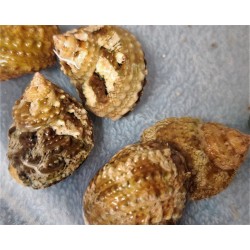 Chestnut Turbo Snails (Turbo castanea)