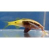 Bicolor Goatfish (Parupeneus barberinoides) sideview