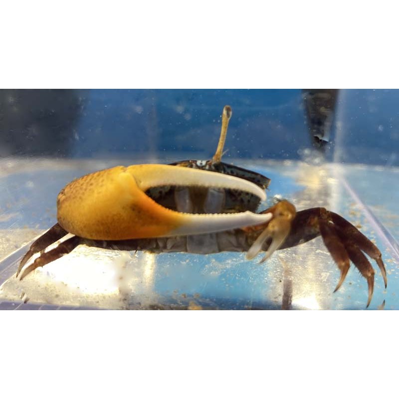 Blue Fiddler Crab 2