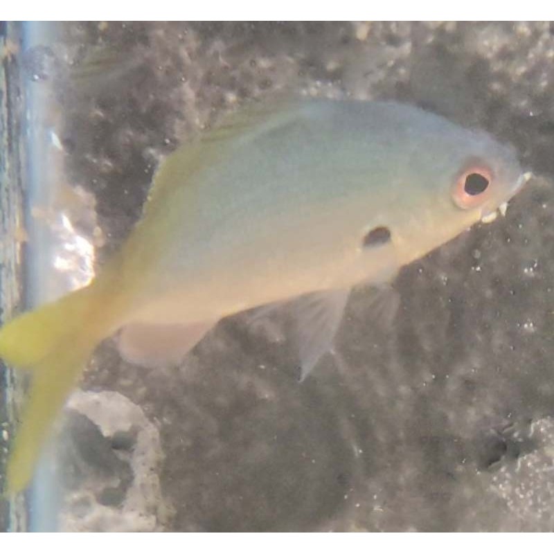 Blue and Yellow Fusilier (Caesio xanthonota)