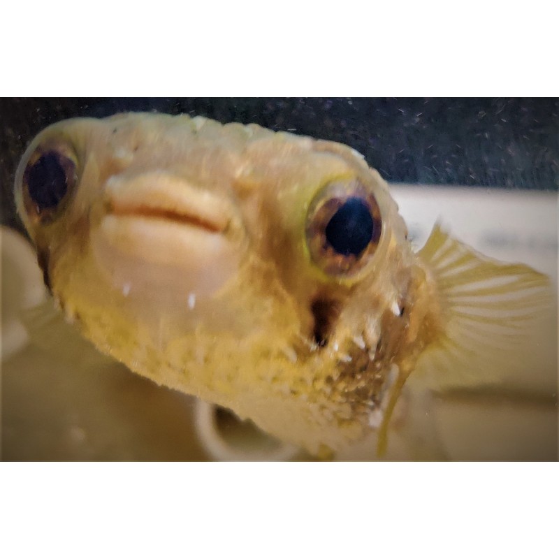 Porcupine Puffer (Diodon holocanthus)