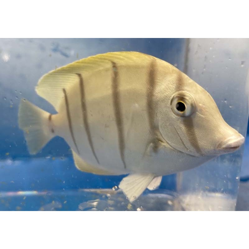 Convict Tang (Acanthurus triostegus)