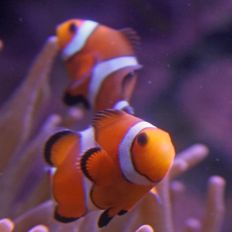 False Percula Ocellaris Clownfish (Amphiprion ocellaris)