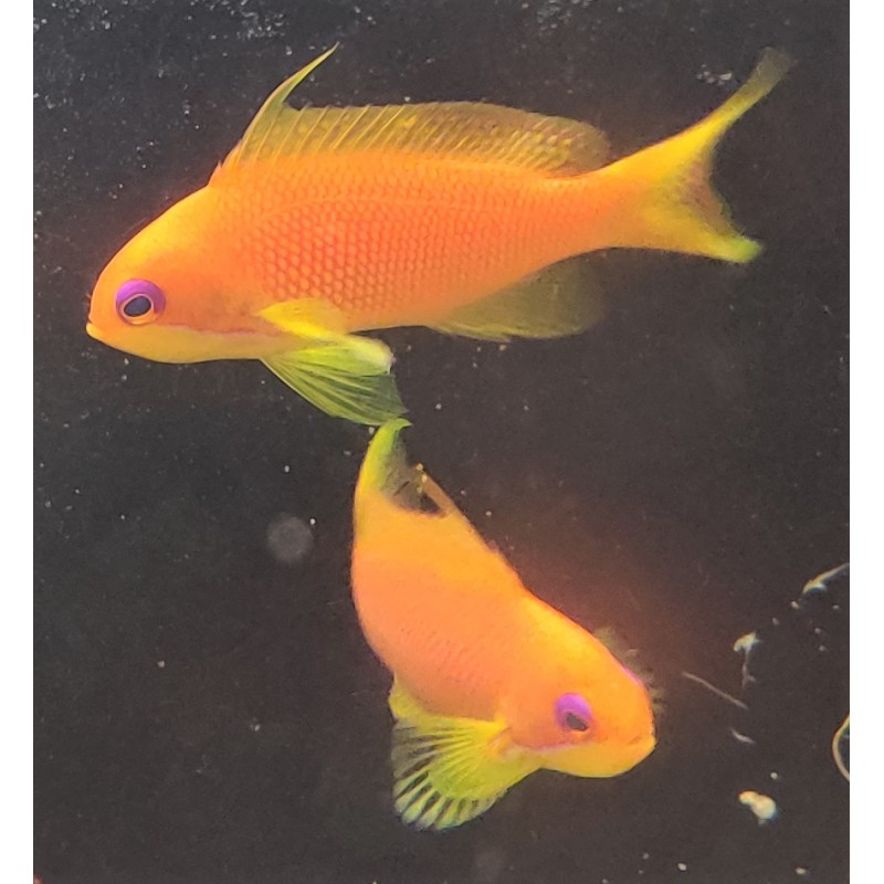 Orange Blue Eyed Anthias (Pseudanthias squamipinnis)