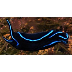 Blue Velvet Nudibranchs  1 to 2 inches 2