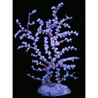 Blueberry Gorgonian N4