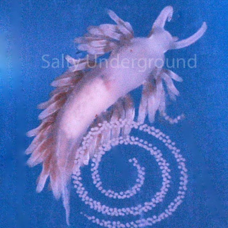 0.75 inch  Berghia Nudibranch - Each