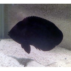 Black Nox Angelfish (Centropyge nox)